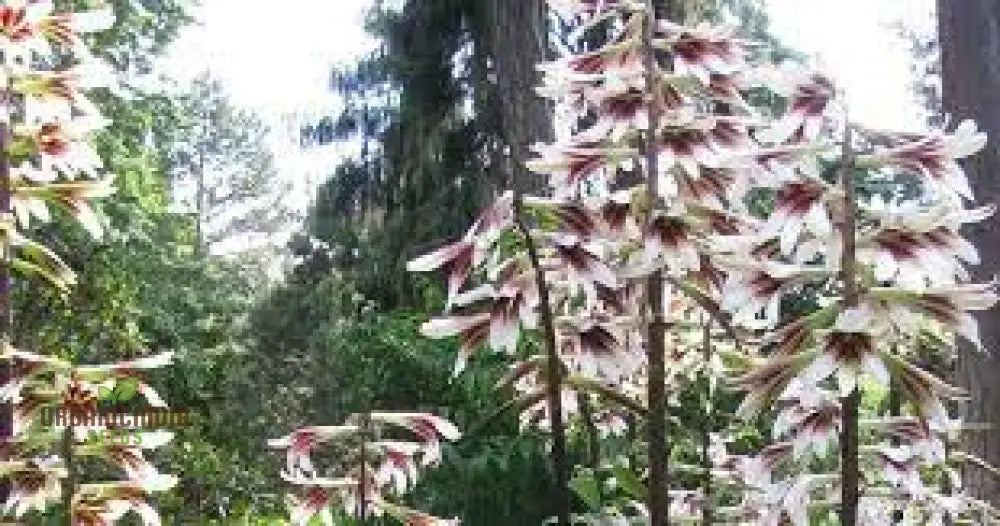 Cardiocrinum Giganteum Seeds For Gardening Enthusiasts: Grow Your Own Giant Himalayan Lily