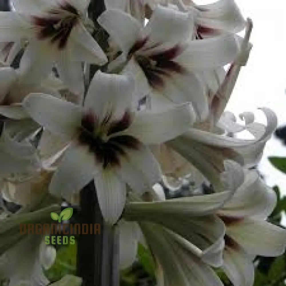Cardiocrinum Giganteum Seeds For Gardening Enthusiasts: Grow Your Own Giant Himalayan Lily