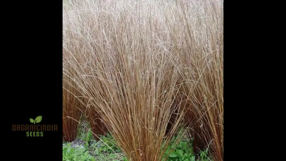 Carex Buchananii Seeds For Your Garden - Hardy Ornamental Grass Landscaping And Borders