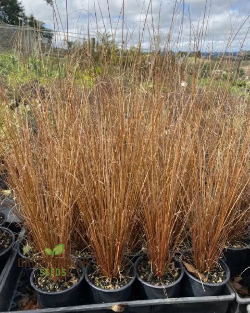 Carex Buchananii Seeds For Your Garden - Hardy Ornamental Grass Landscaping And Borders