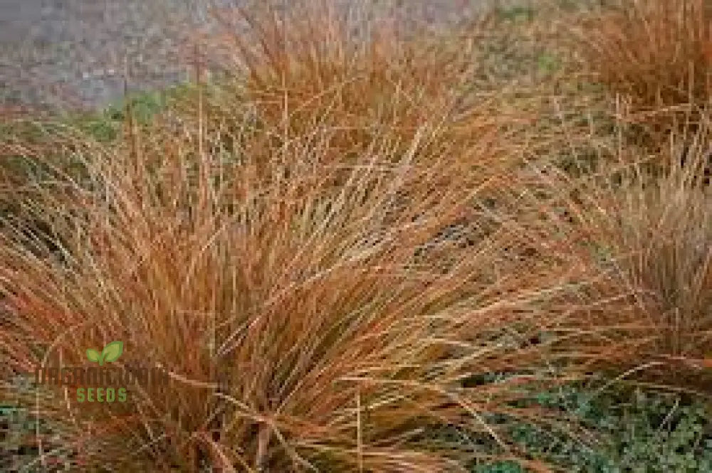 Carex Buchananii Seeds For Your Garden - Hardy Ornamental Grass Landscaping And Borders