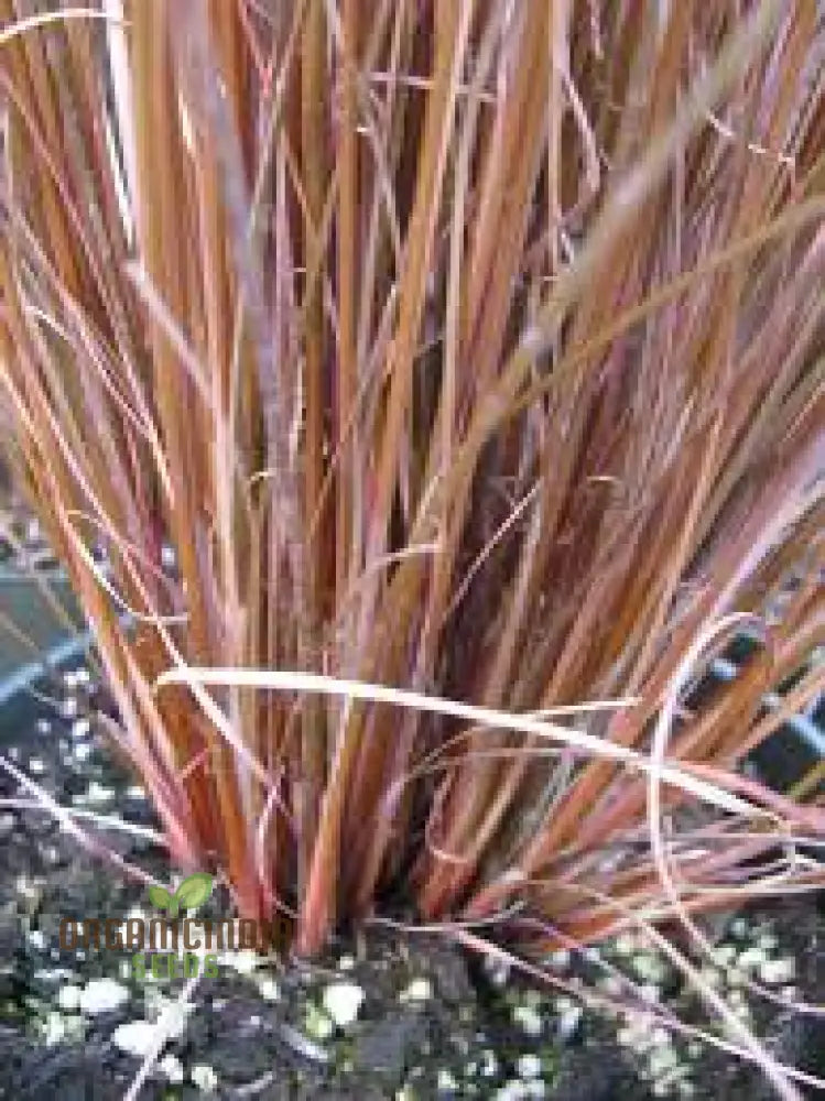 Carex Buchananii Seeds For Your Garden - Hardy Ornamental Grass Landscaping And Borders