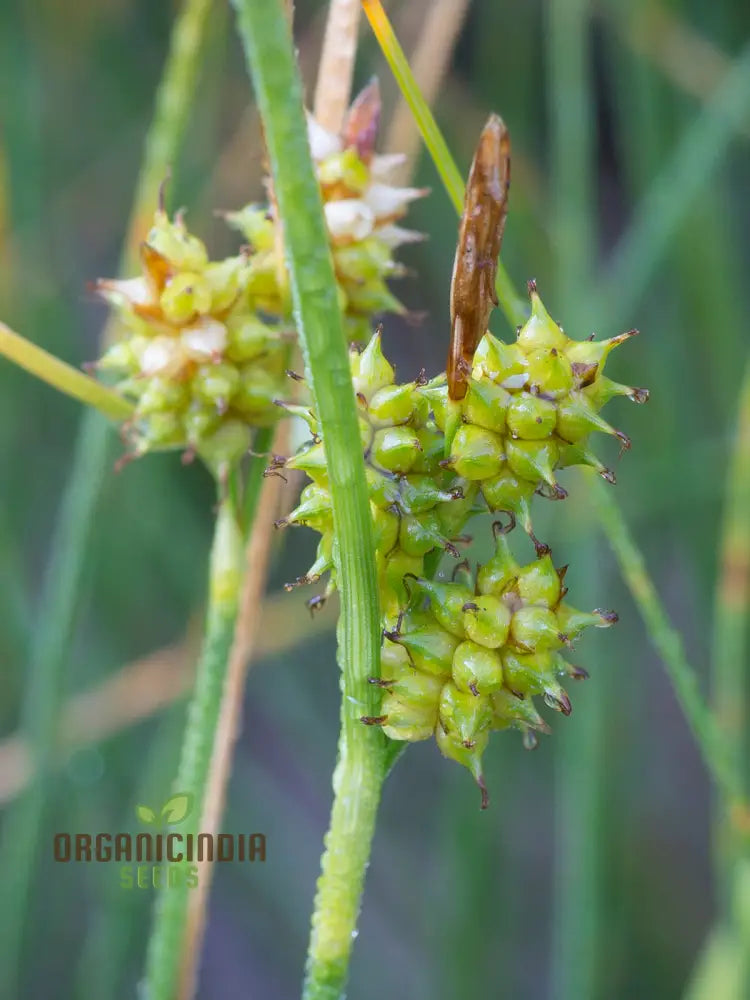 â€™Carex Serotina Seeds For Planting Premium Quality Ornamental Grass Gardening Plant