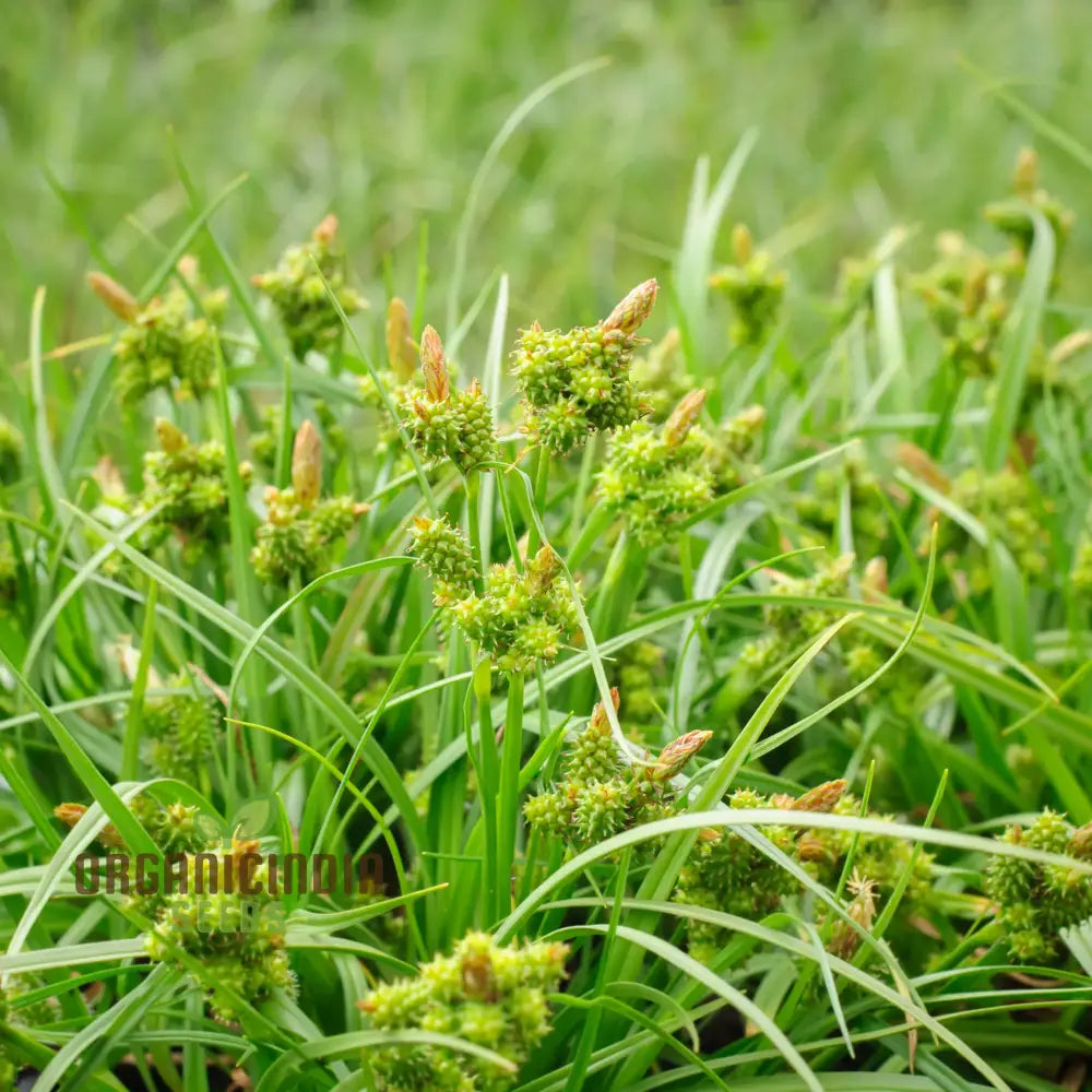 â€™Carex Serotina Seeds For Planting Premium Quality Ornamental Grass Gardening Plant