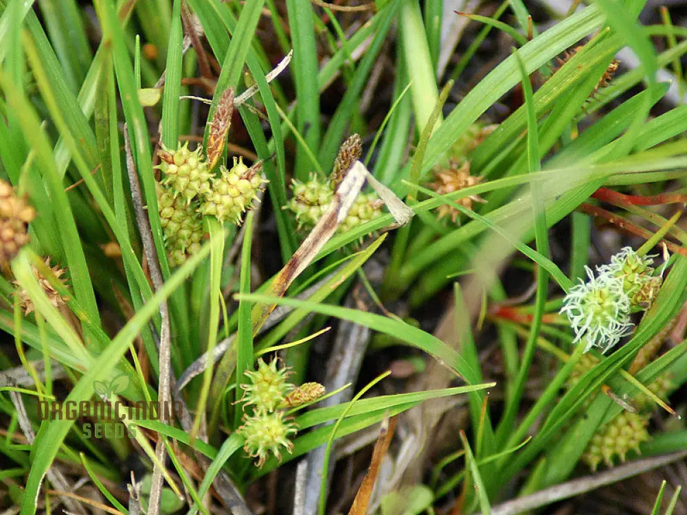 â€™Carex Serotina Seeds For Planting Premium Quality Ornamental Grass Gardening Plant