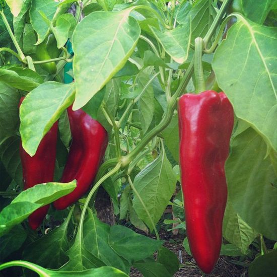 Carmen Bell Pepper Seedlings Growing from High-Quality Seeds