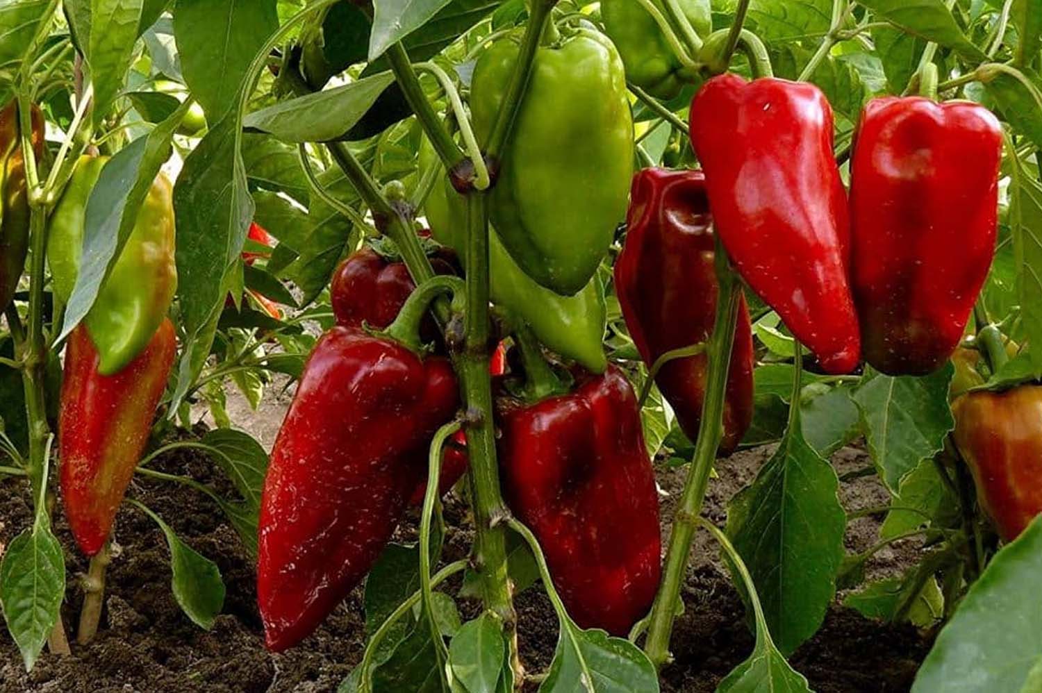 Carmen Bell Peppers Maturing from Green to Red from Hybrid Seeds