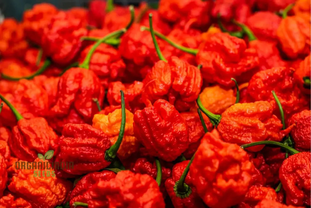 Carolina Reaper Hot Pepper Seeds for Extreme Heat Gardening