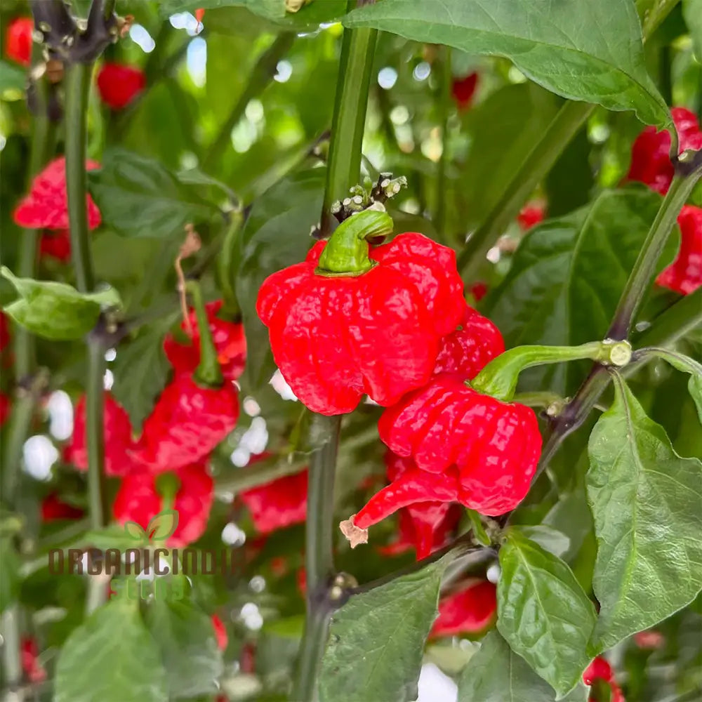 Carolina Reaper Pepper Seeds for Planting, World’s Hottest Chili Variety