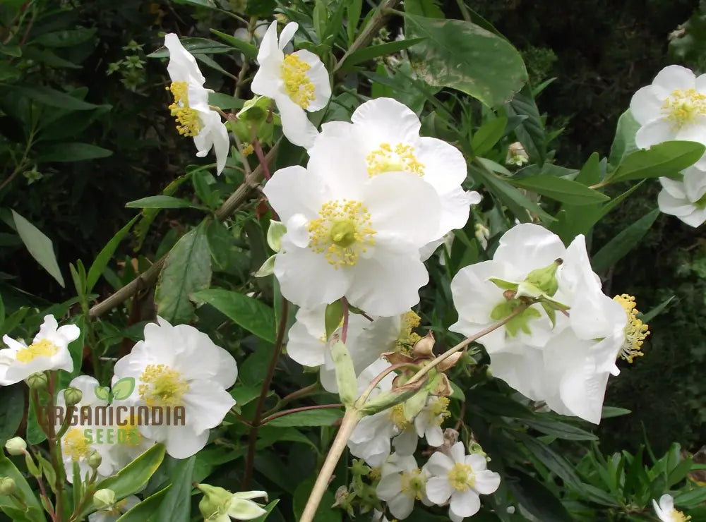 Close Up of Carpenteria Californica Flower