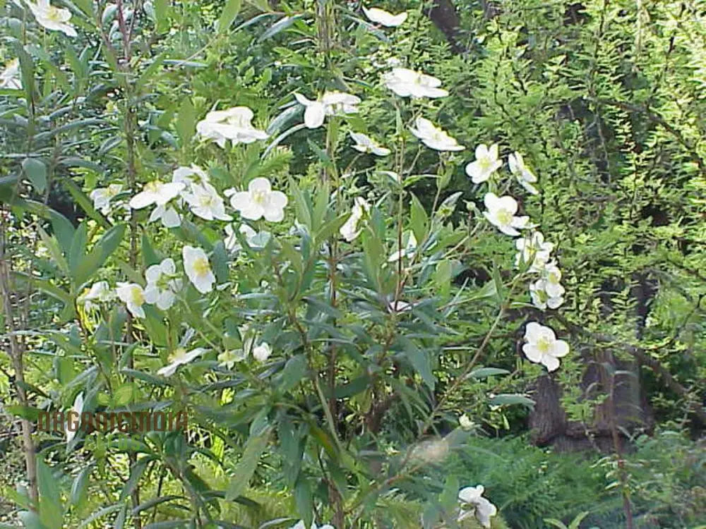 Carpenteria Californica Flower Seeds For Planting Premium Quality Gardening Seeds