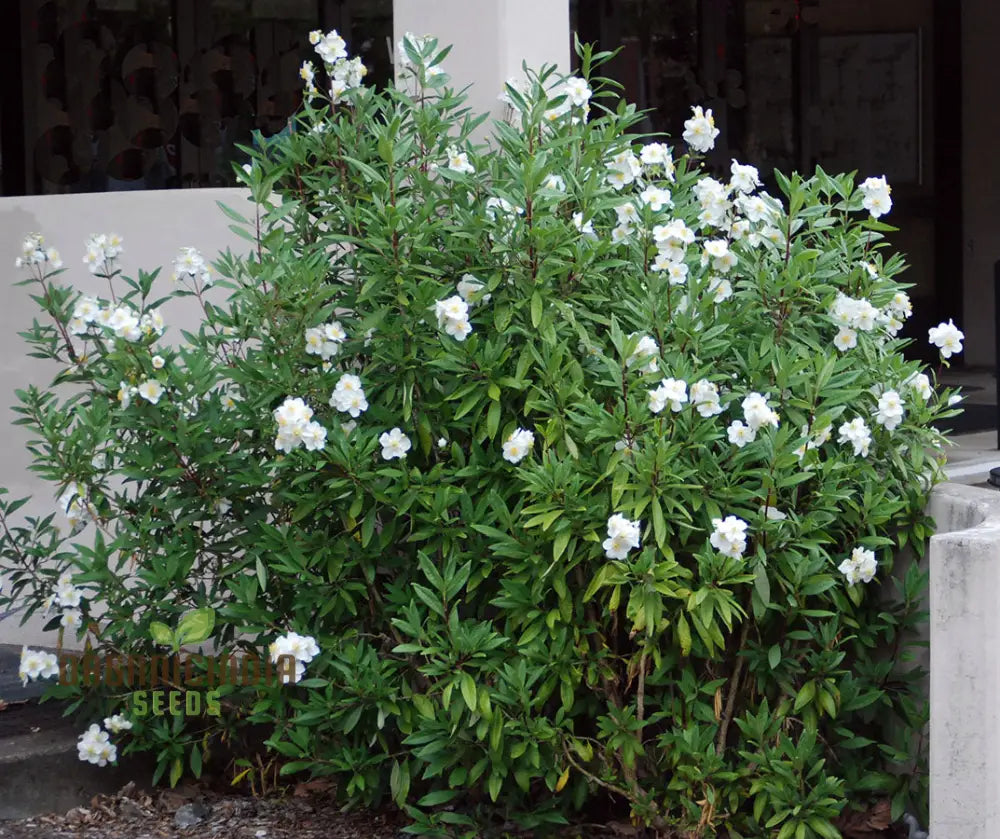Carpenteria Californica Flower Seeds For Planting Premium Quality Gardening Seeds