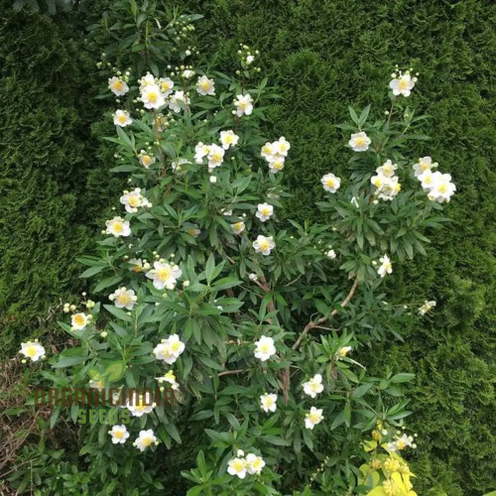 Carpenteria Californica Growing in Landscape Garden