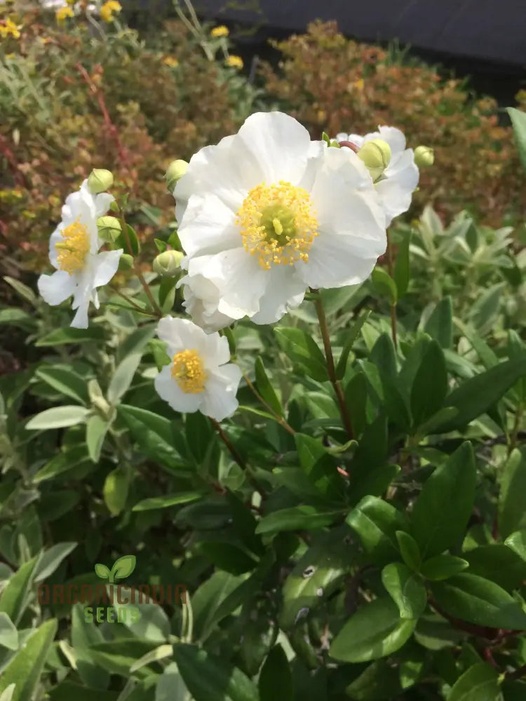 Carpenteria Californica Flower Seeds for Planting
