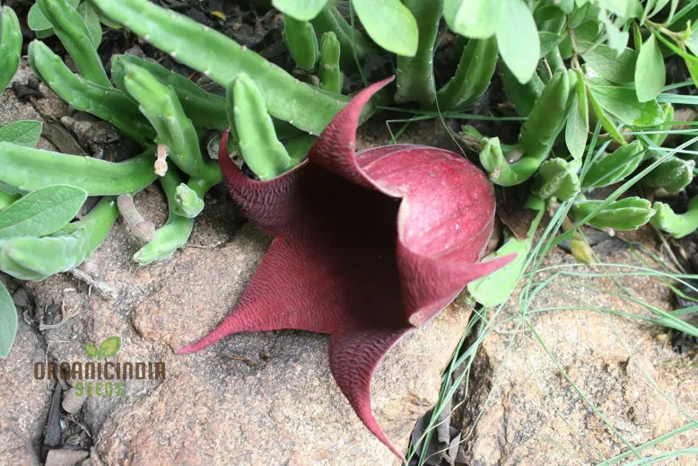 Carrion flower seeds plant growth stages in container