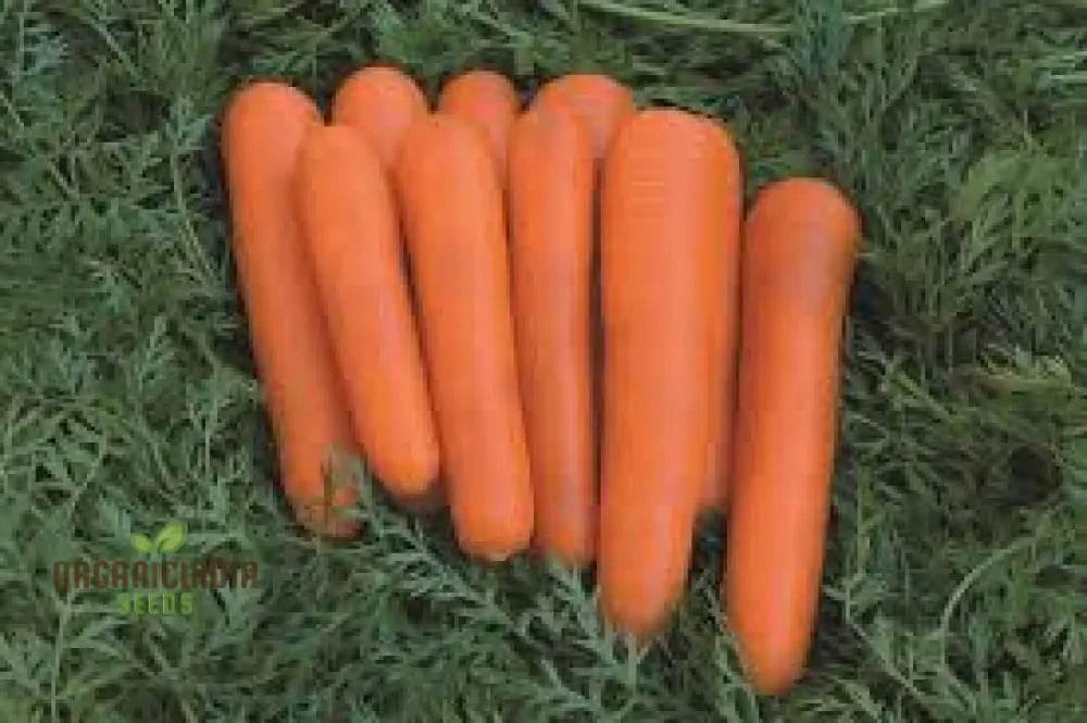 Harvested Carrot Atillio F1 from Seeds, Crisp and Flavorful Carrots