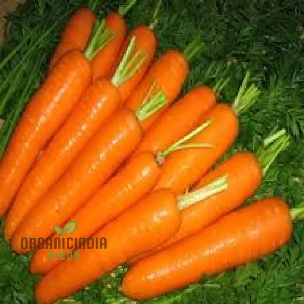 Carrot Atillio F1 Seeds for Home Garden, Premium Vegetable Seeds