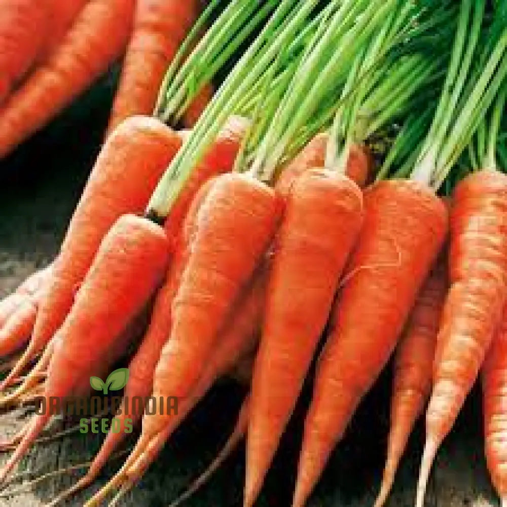 Mature Chantenay Red Cored 2 Carrot Plants from Seeds, Upright and Compact Growth