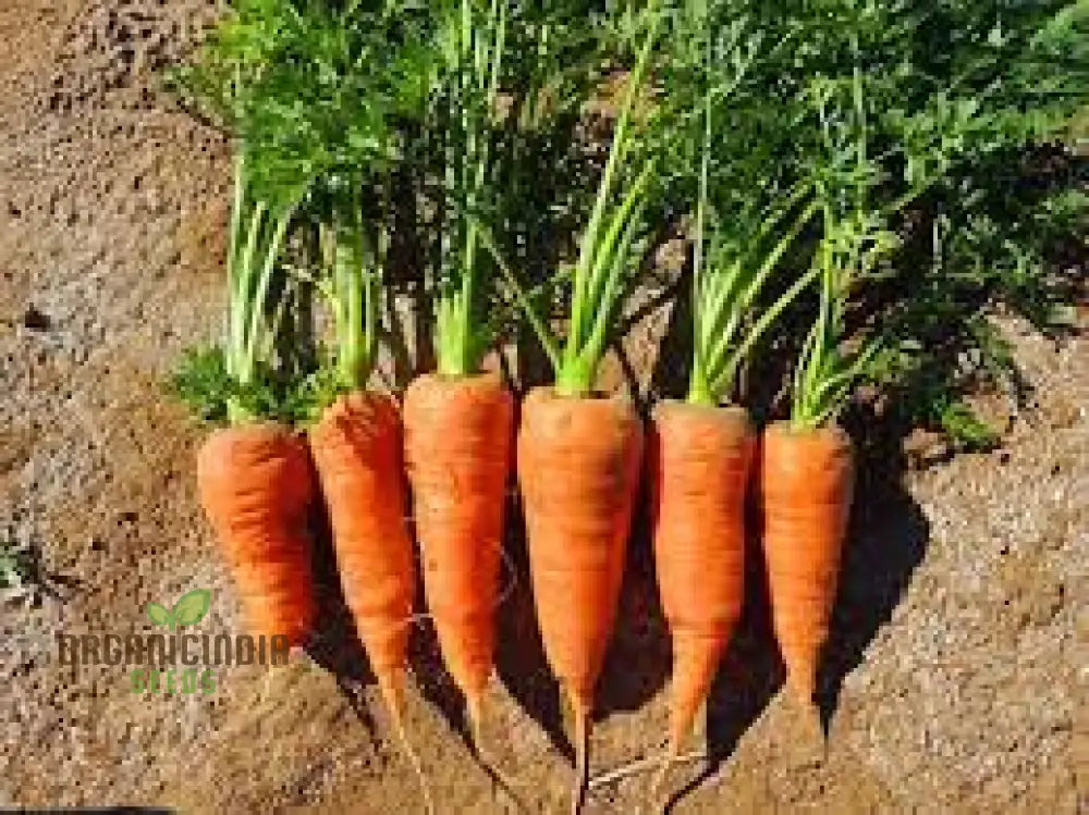 Carrot Chantenay Red Cored 2 Seeds For Your Gardening Needs