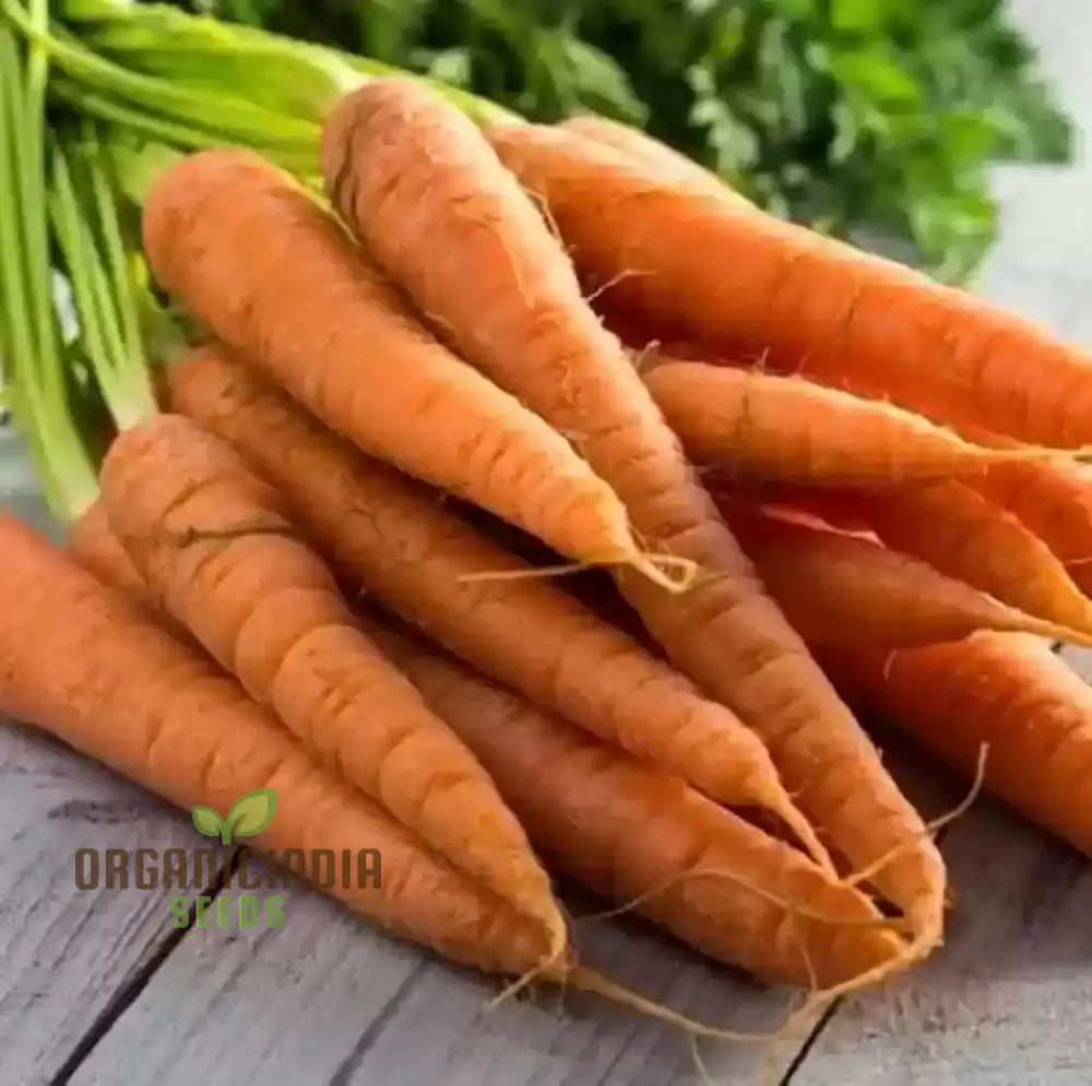 Organic Carrot Assortment Seeds Planted in Garden Bed