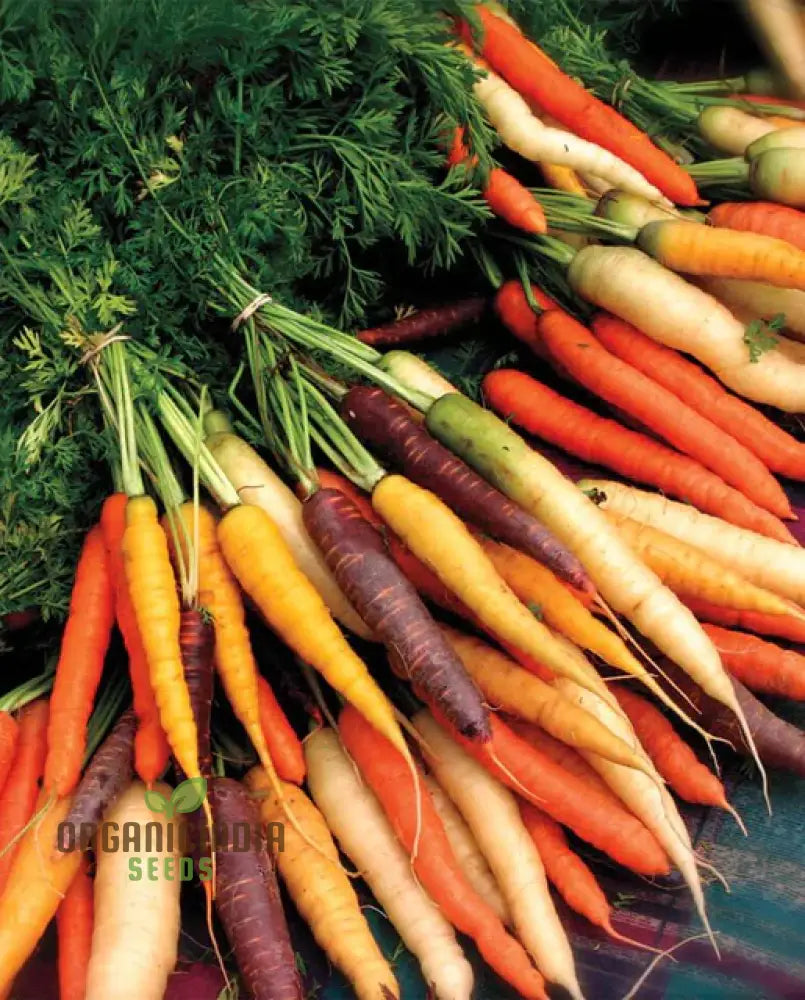 Carrot Mix Plants Growing in Garden Bed, Organic High-Yield Vegetables