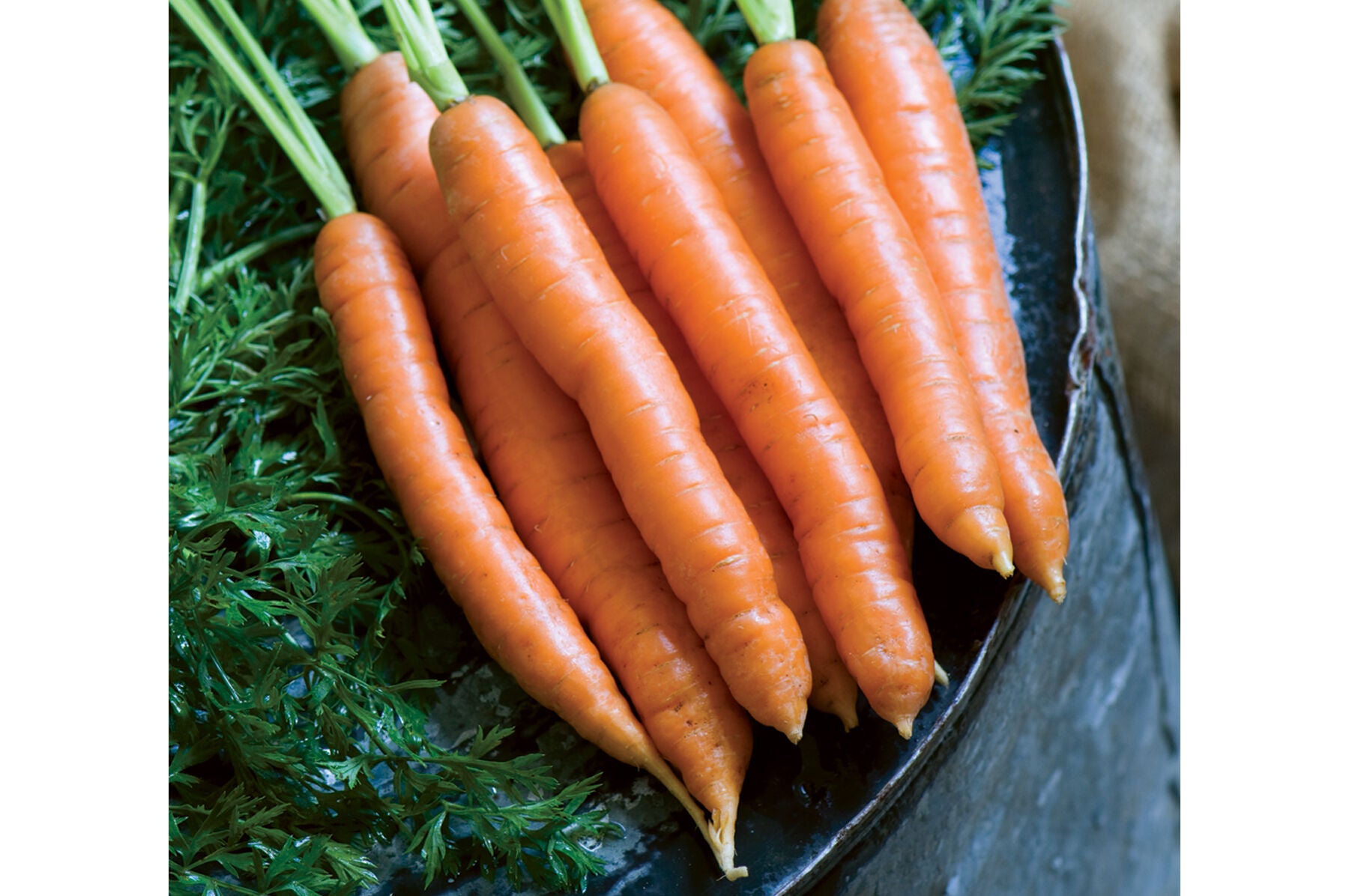 Mature Nelson Carrot Plant from Seeds, High-Yield Sweet & Crisp Carrots