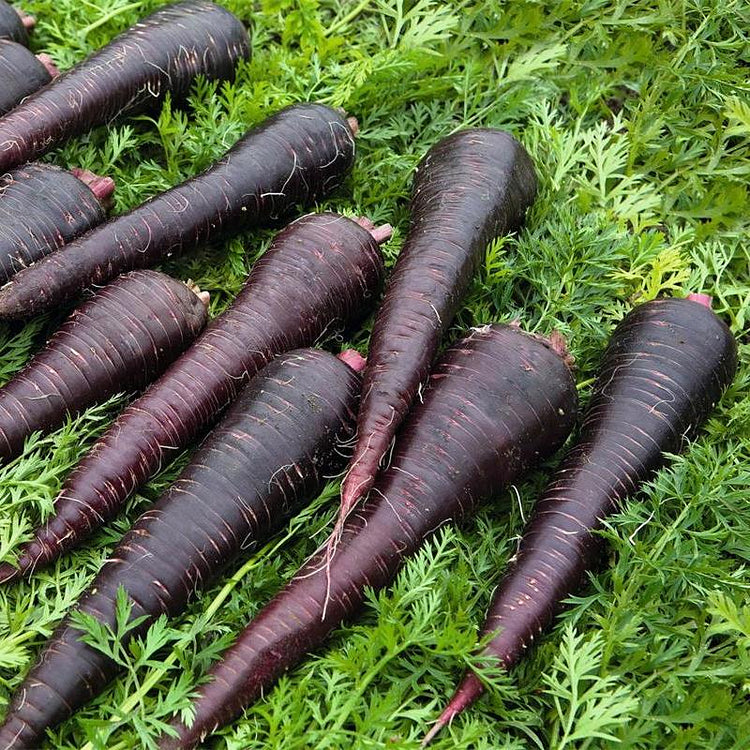 Pusa Asita Black Carrot Seedlings Growing in Garden, Early Stage Growth