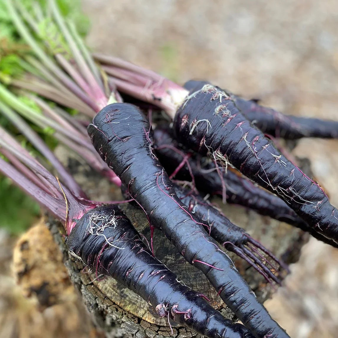Pusa Asita Black Carrot Seeds for Home Garden, Rare Heirloom Variety