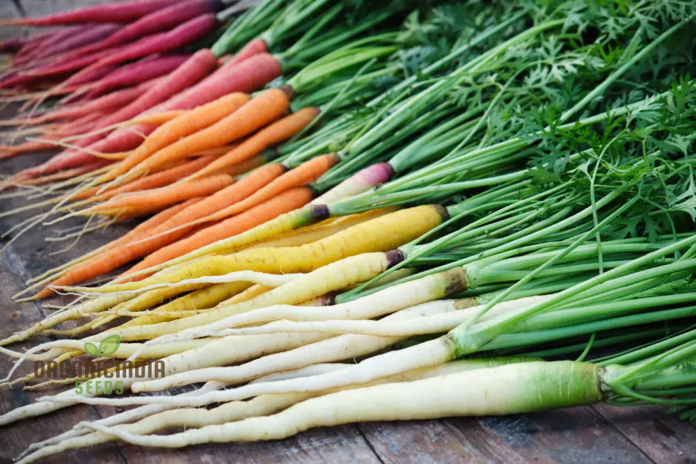 Rainbow Mix Carrot Plant in Container from Seeds, Easy-to-Grow Vegetable