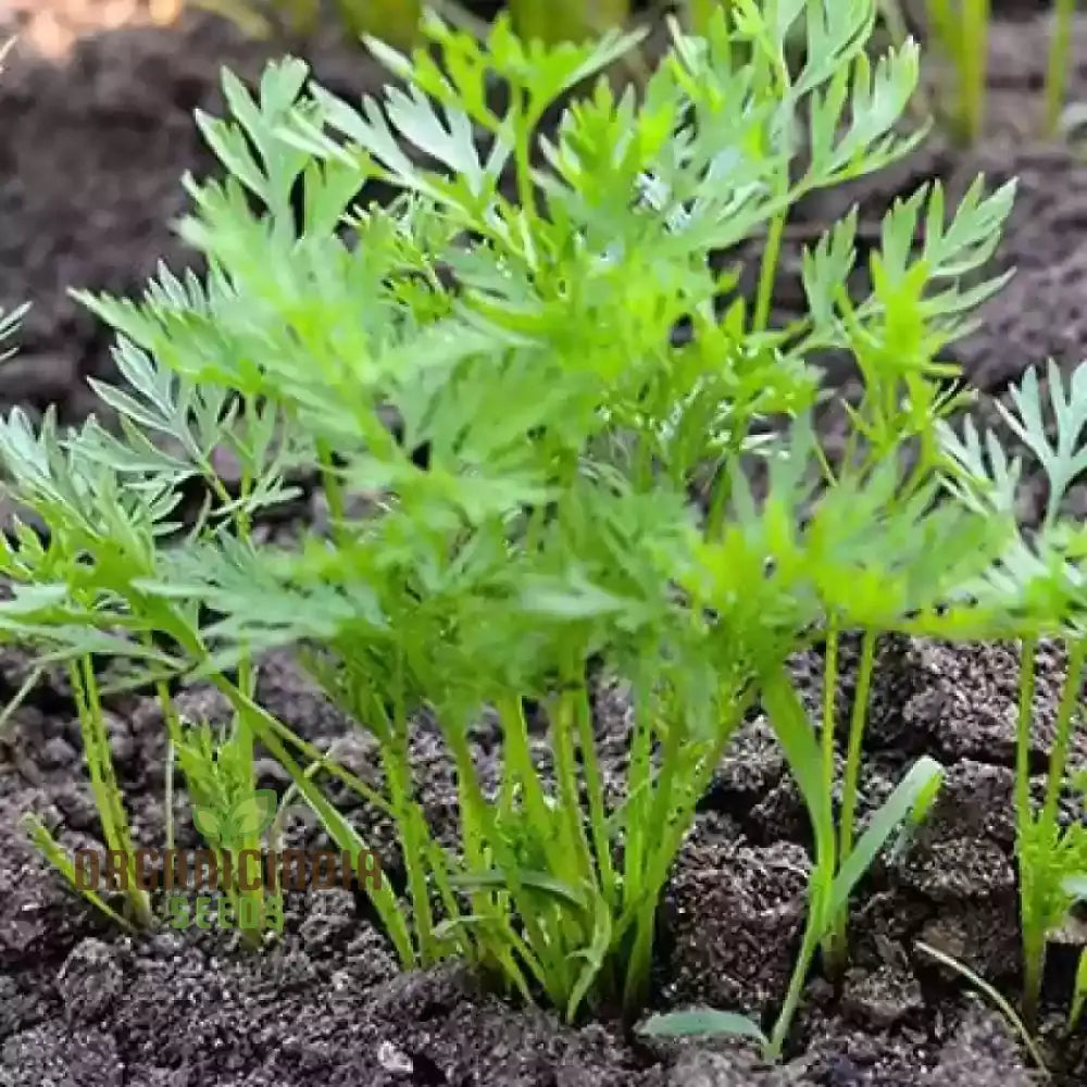 Harvested Rainbow Mix Carrots from Seeds, Tender and Colorful Roots