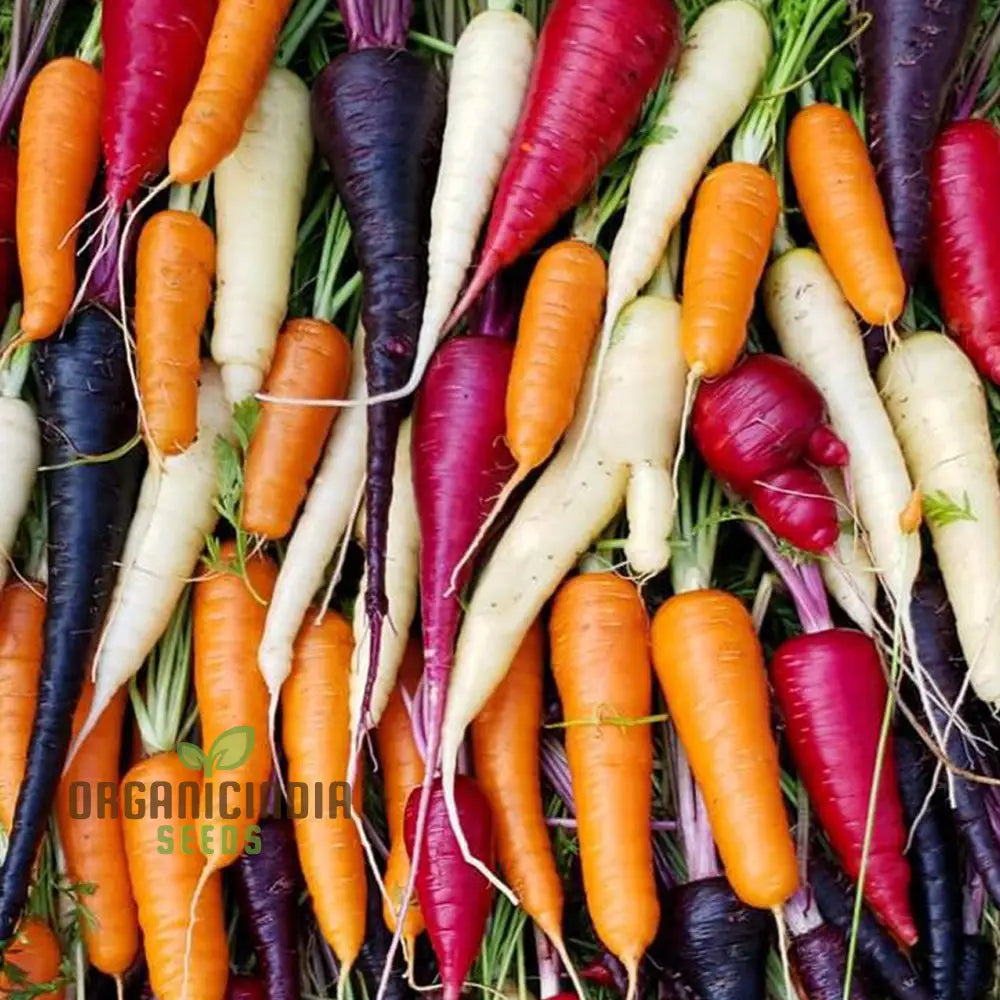 Mature Rainbow Mix Carrot Plants from Seeds, High-Yield Colorful Roots