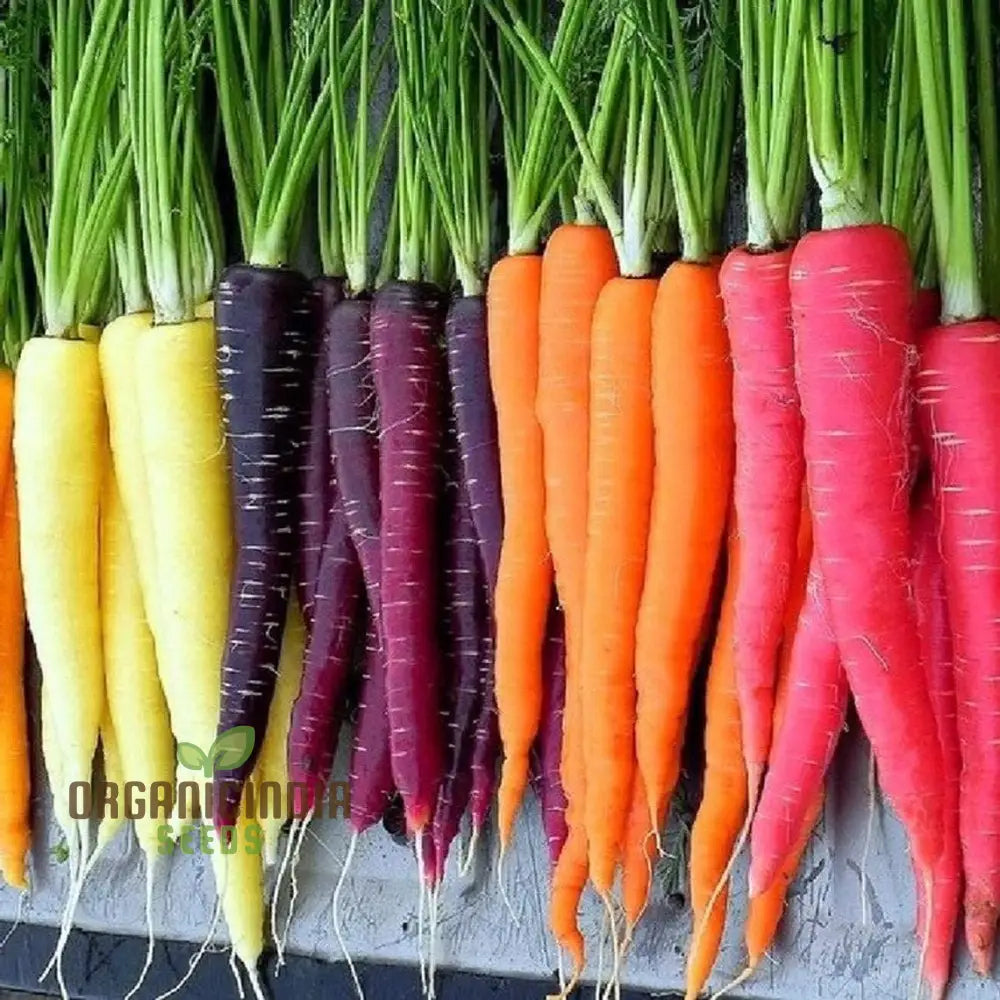 Rainbow Mix Carrot Seeds for Home Garden, Colorful and Sweet Vegetable Seeds
