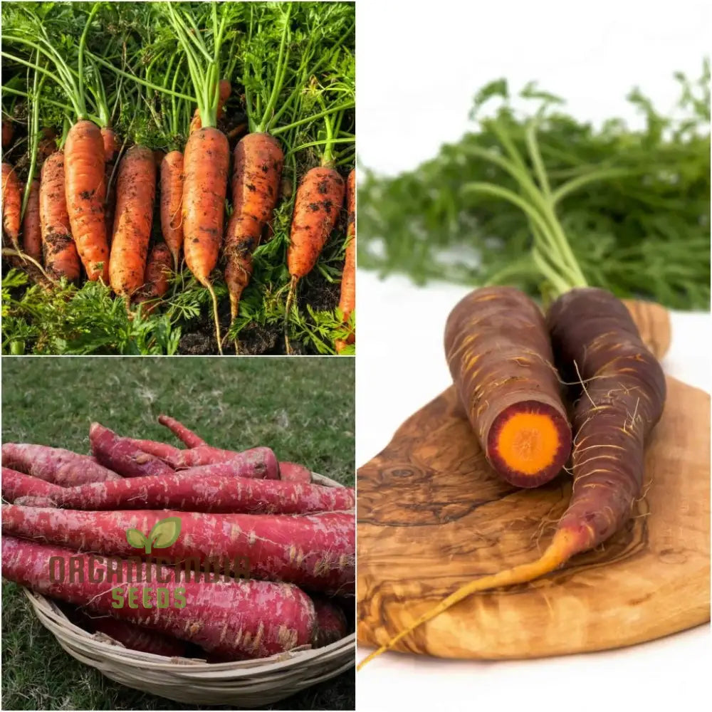 Fresh Carrots from Organic Seeds, Colorful Garden Vegetables