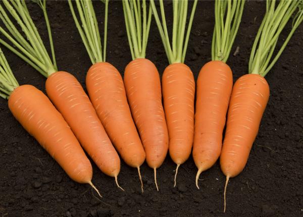 Mature Carson Carrot Plant, Crisp and Sweet Heirloom Variety
