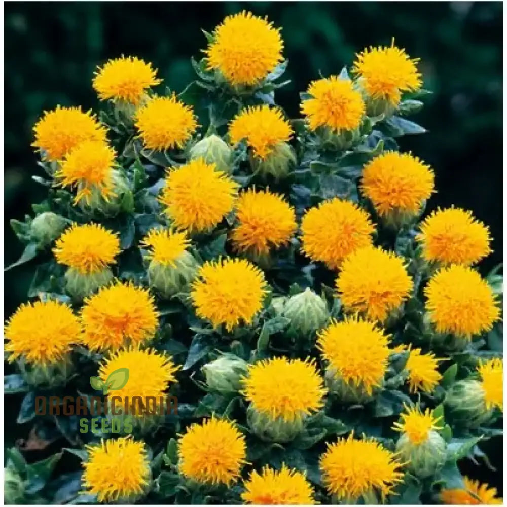 Mature Safflower Plant Grown from Carthamus Seeds