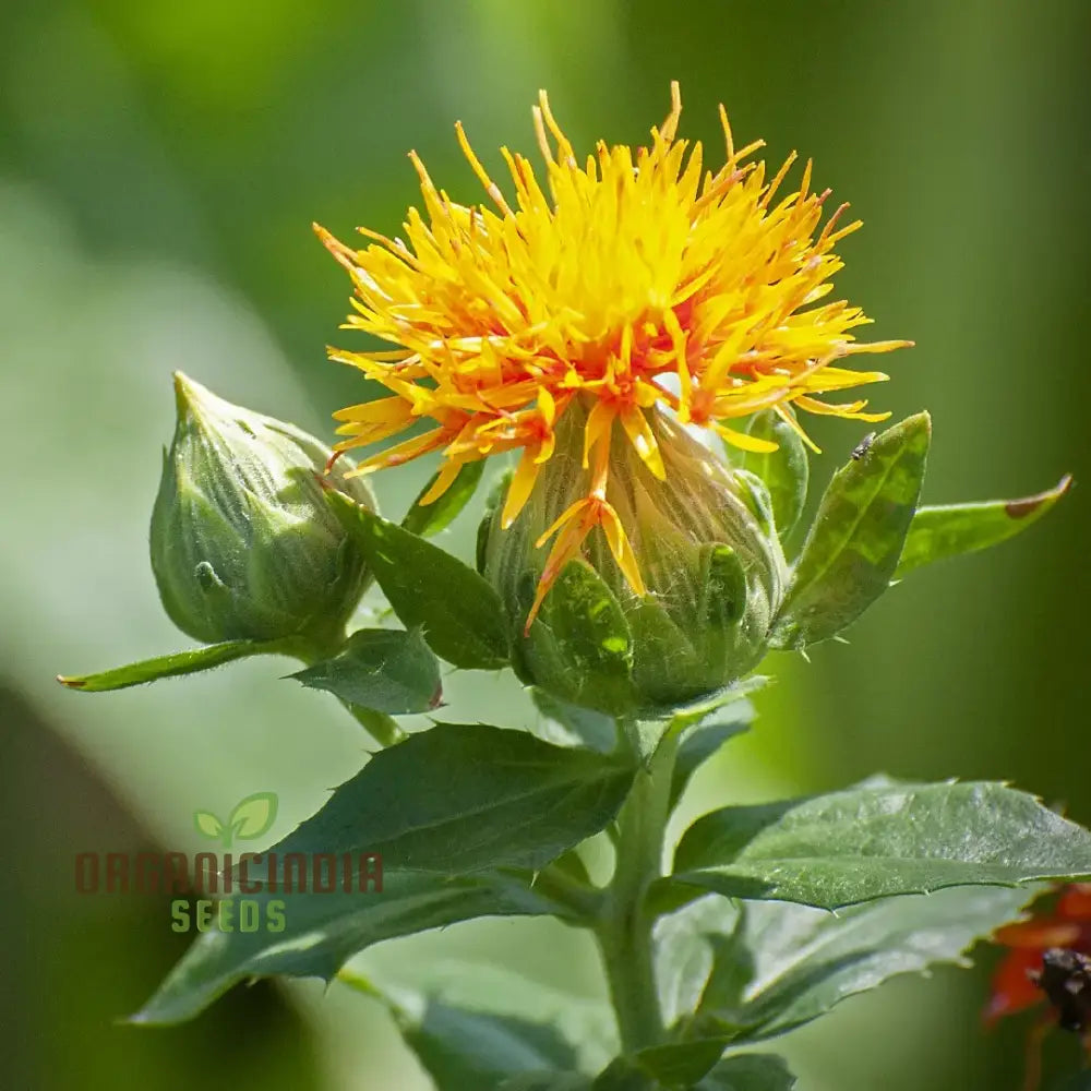 Carthamus Kinko Safflower Seeds for Garden Planting