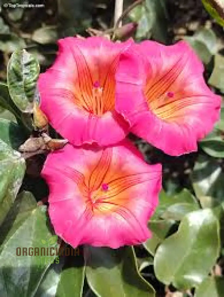 Cascading Hawaiian Sunset Vine yellow and red blooms