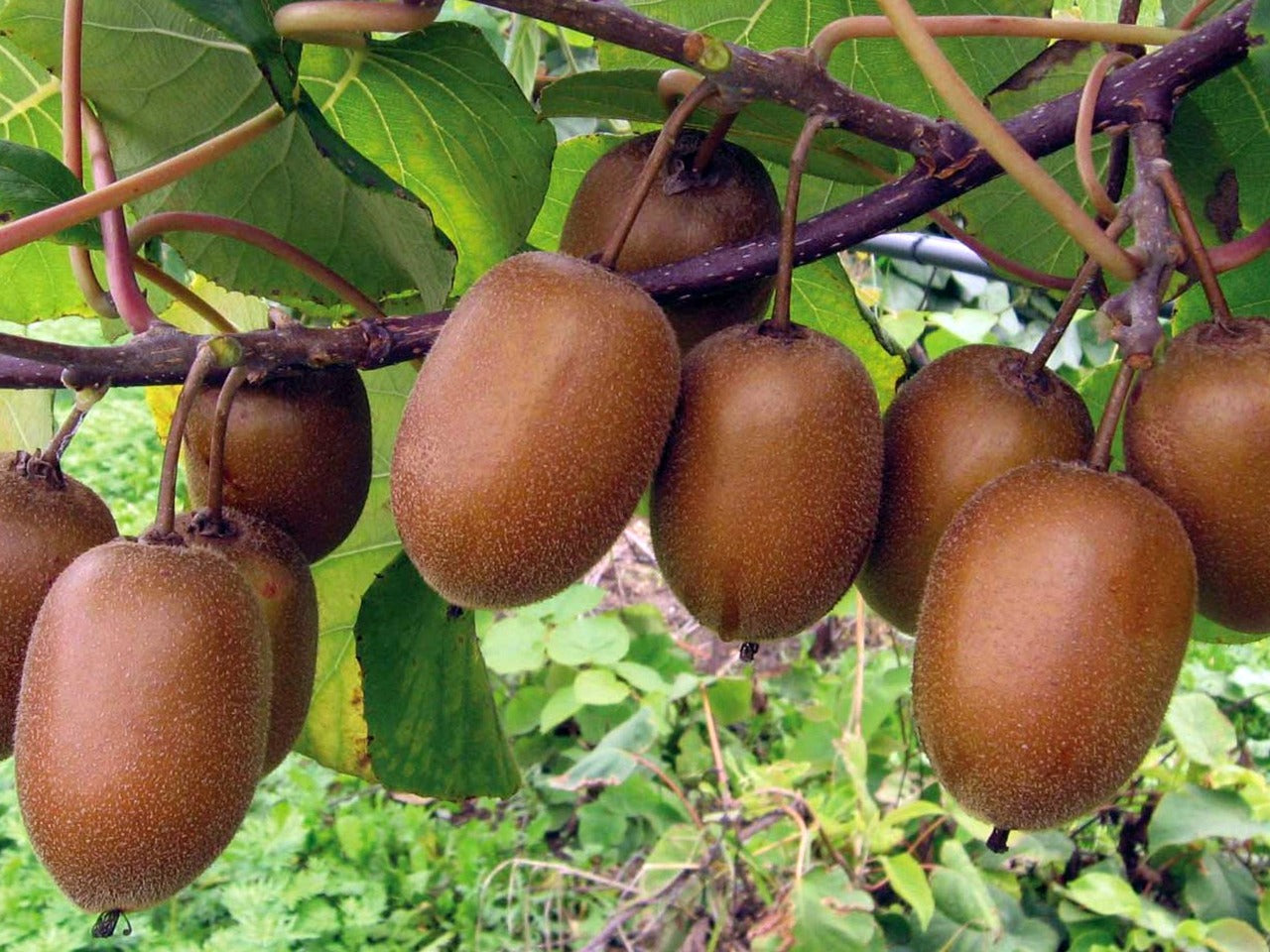 Hayward Kiwi Seeds for Planting – Grow Sweet & Juicy Kiwi Fruits