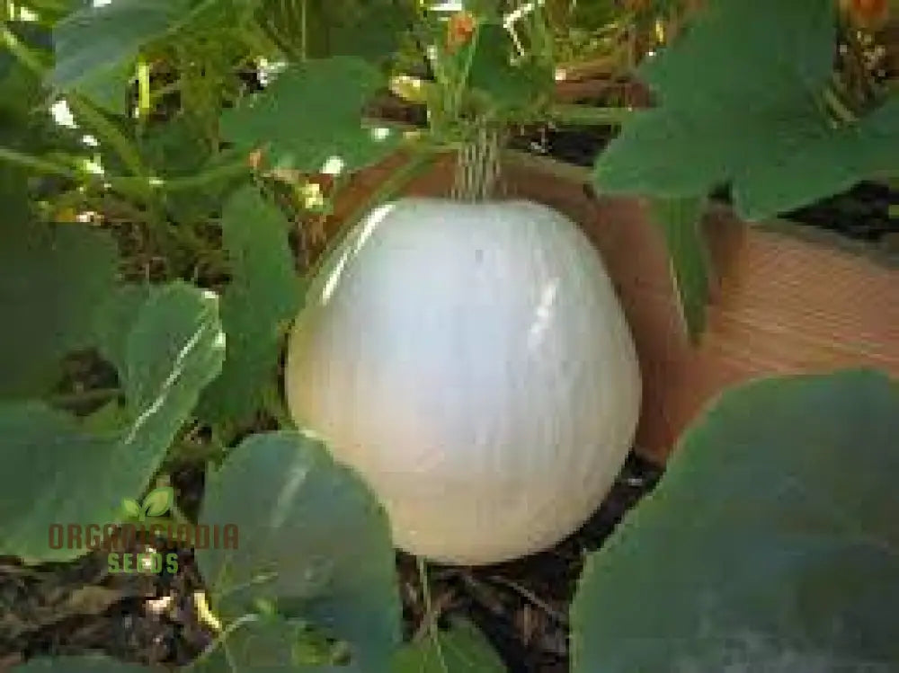 Harvested Casper White Pumpkins from Premium Quality Seeds