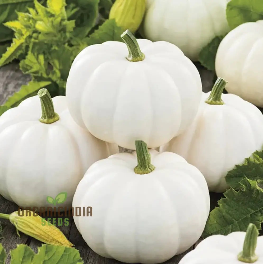 Casper Pumpkin Seeds for Planting, White Pumpkin Variety
