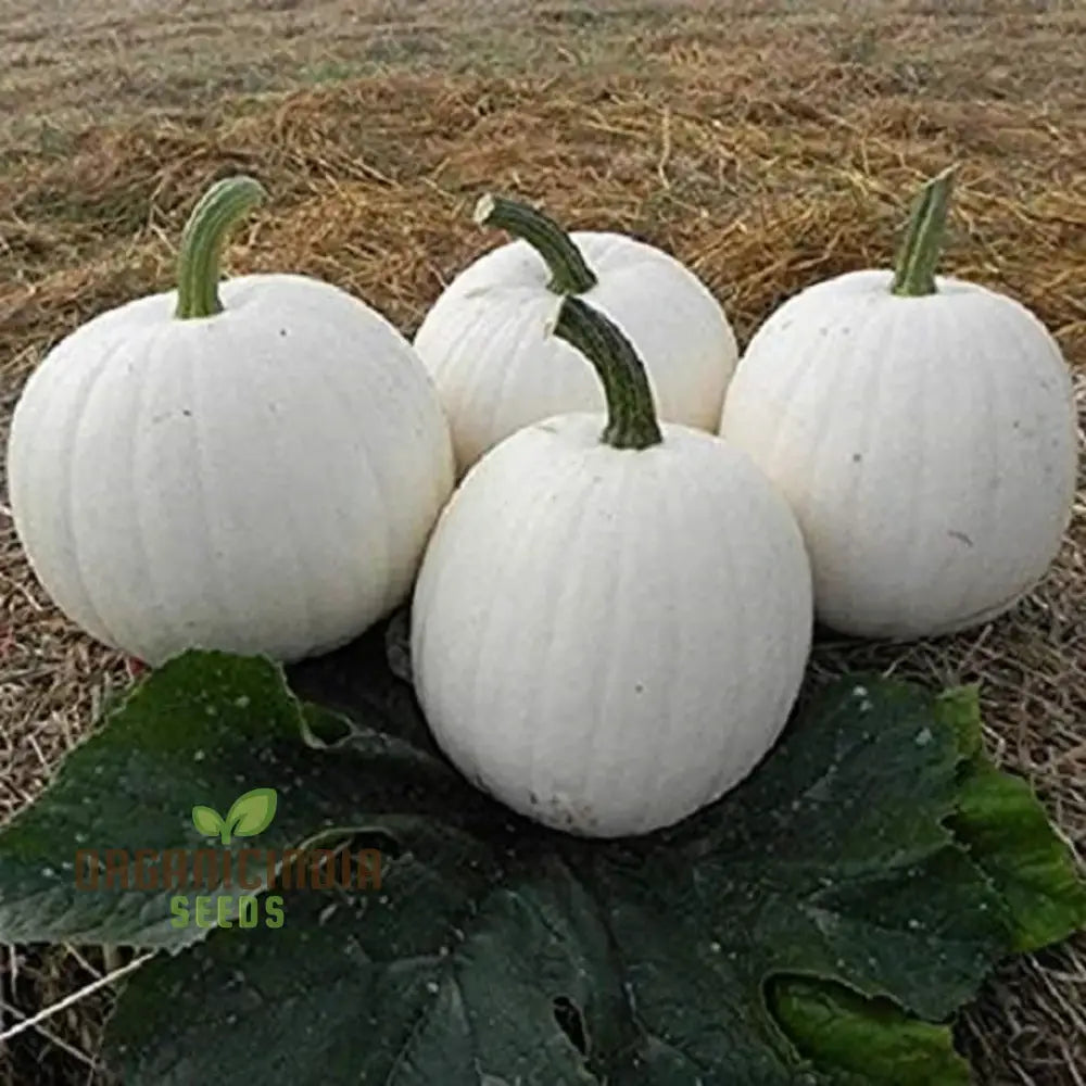 White Casper Pumpkin Grown from Seeds, Decorative Garden Pumpkin