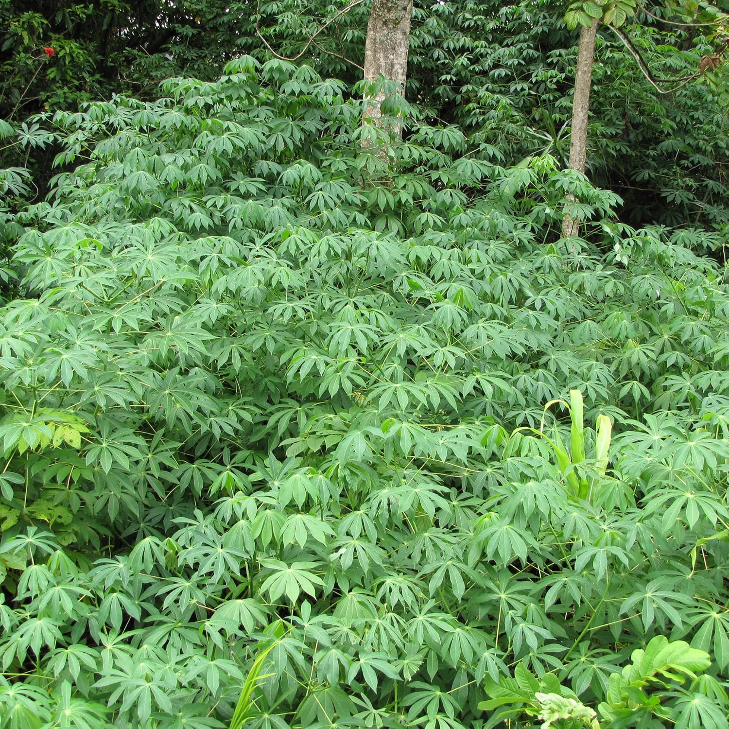 Harvested Cassava Roots, Easy-to-Grow Manihot Esculenta Seeds