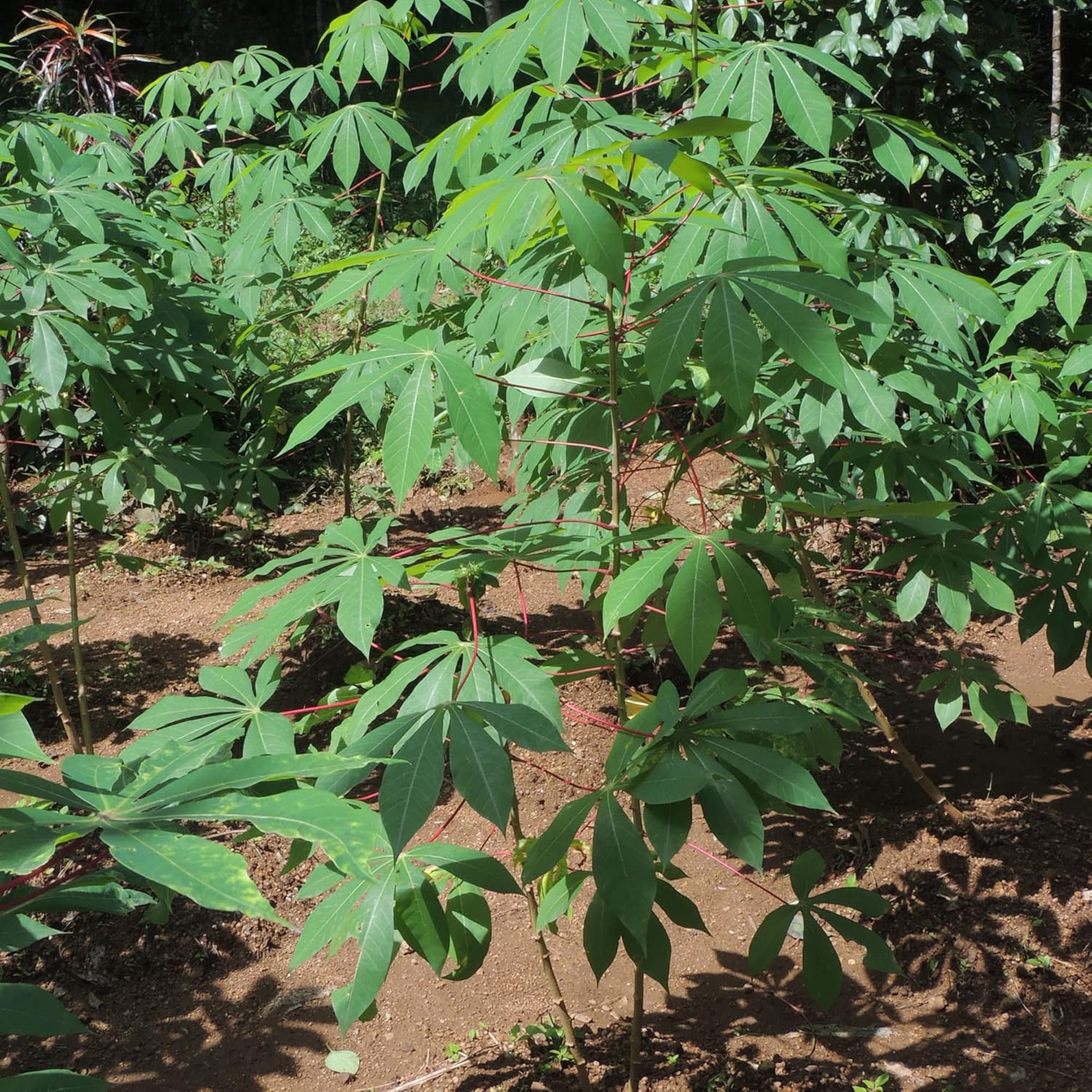 Mature Cassava Plant, Manihot Esculenta High-Yield Root Vegetable