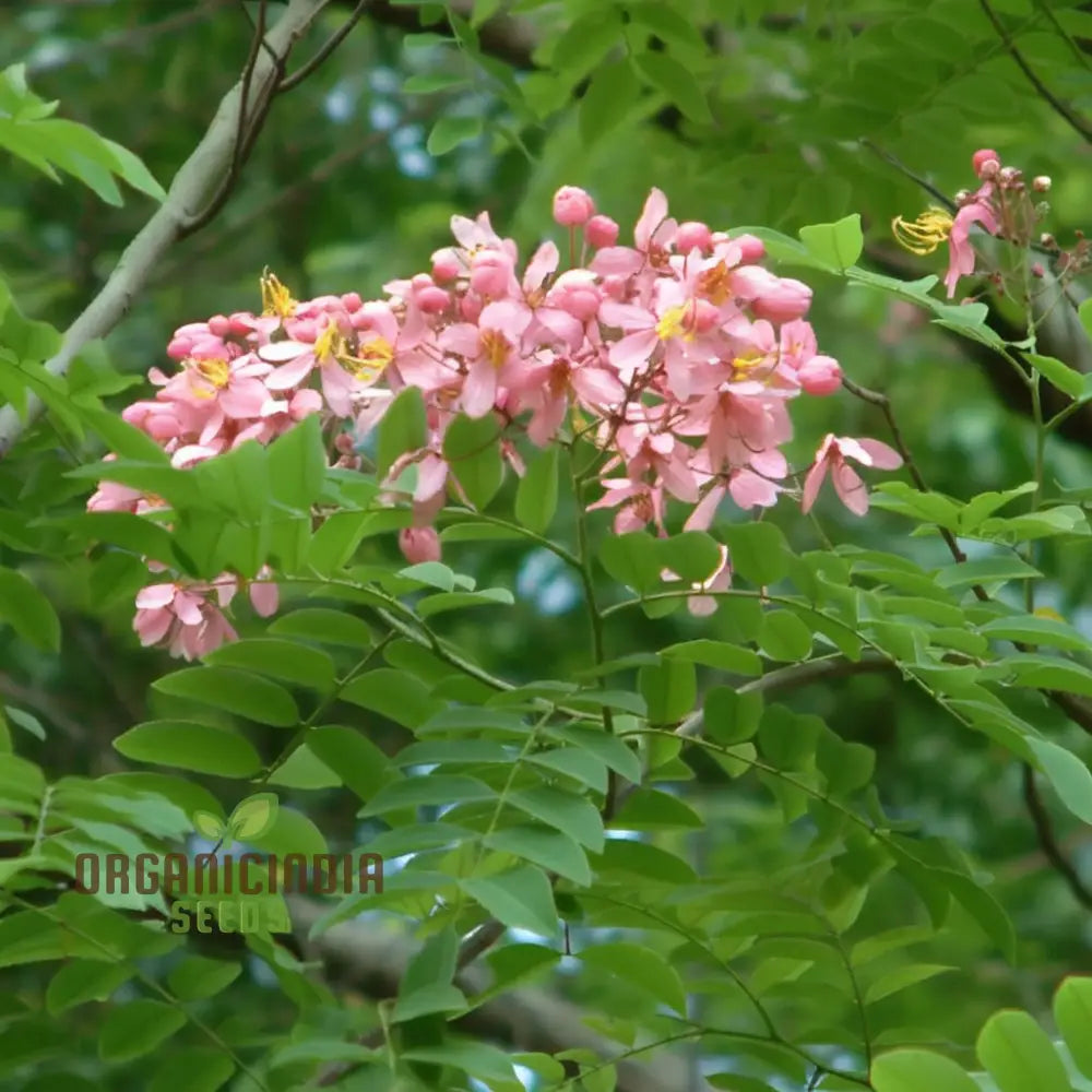 Cassia javanica Tree Seeds for Pink Shower Tree Growing