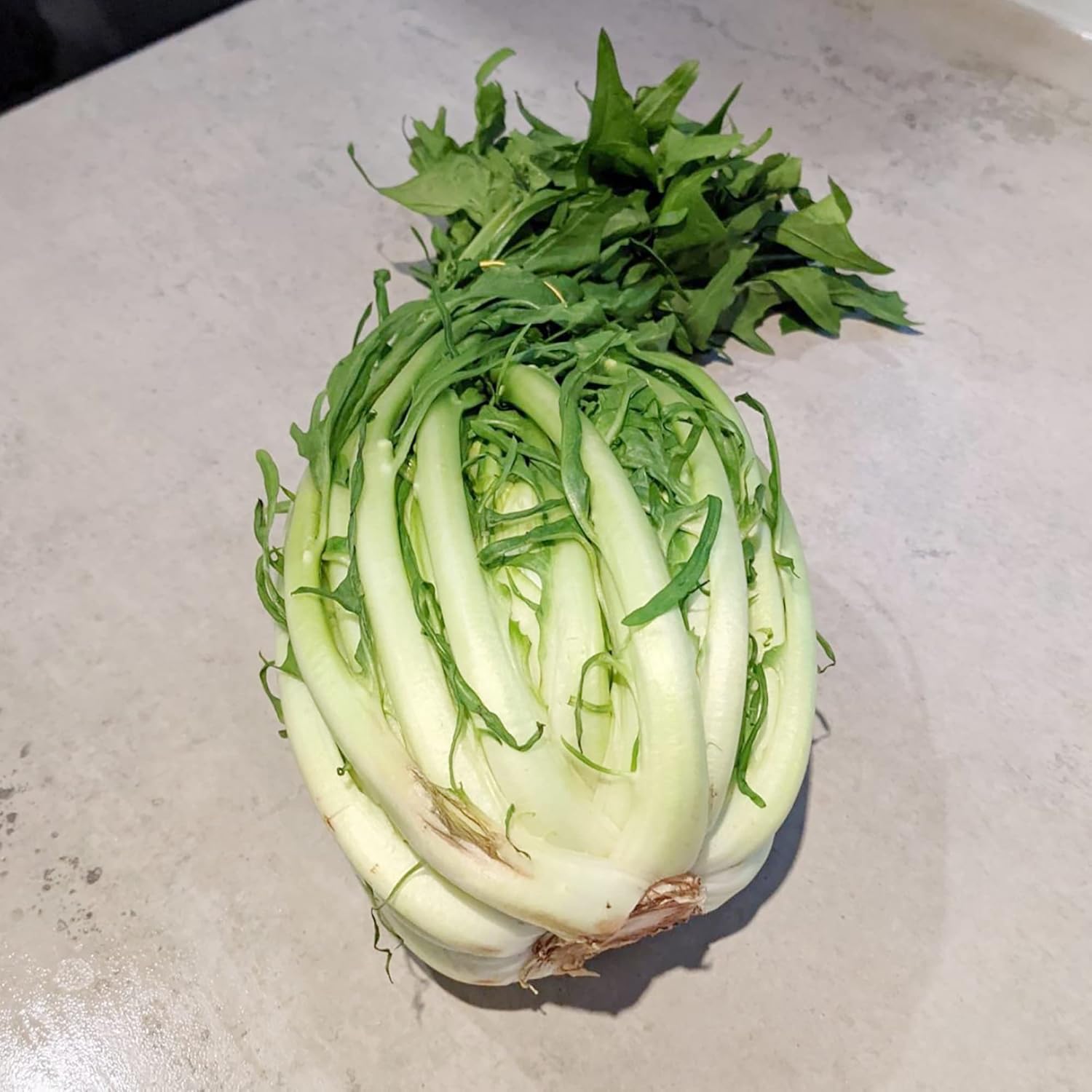 Catalogna Chicory Plant from Seeds, Crisp Leafy Green Vegetable