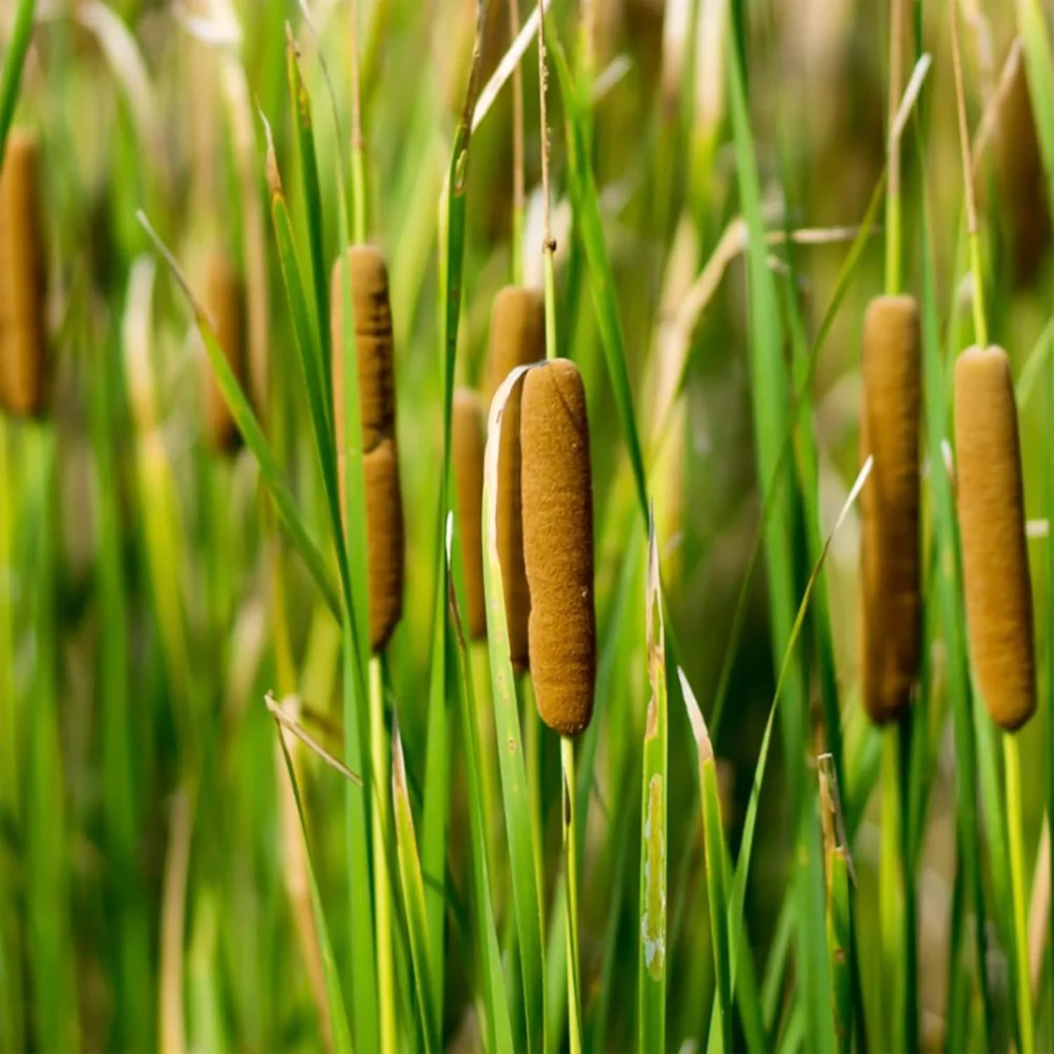 Cattail plants thriving in wetland pond edges
