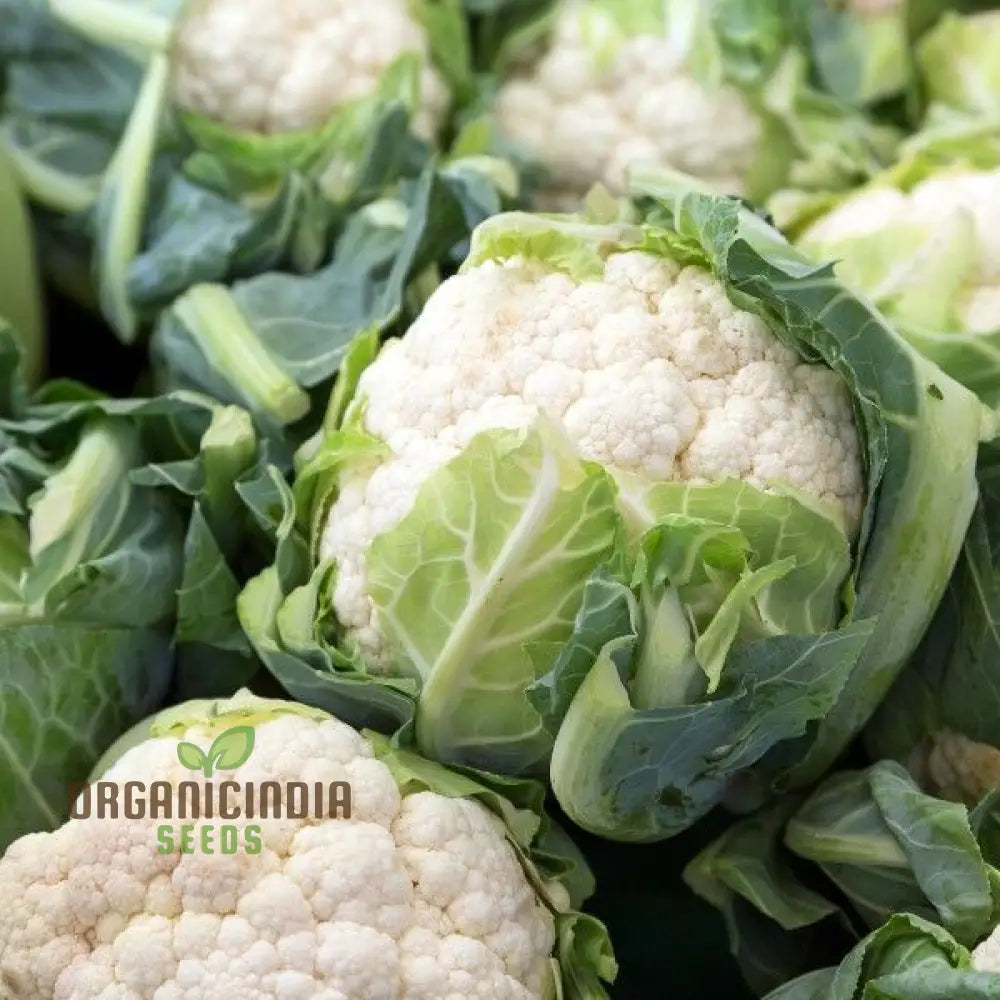 Cauliflower All Year Round Seeds for Home Garden, Easy-to-Grow Vegetable Seeds