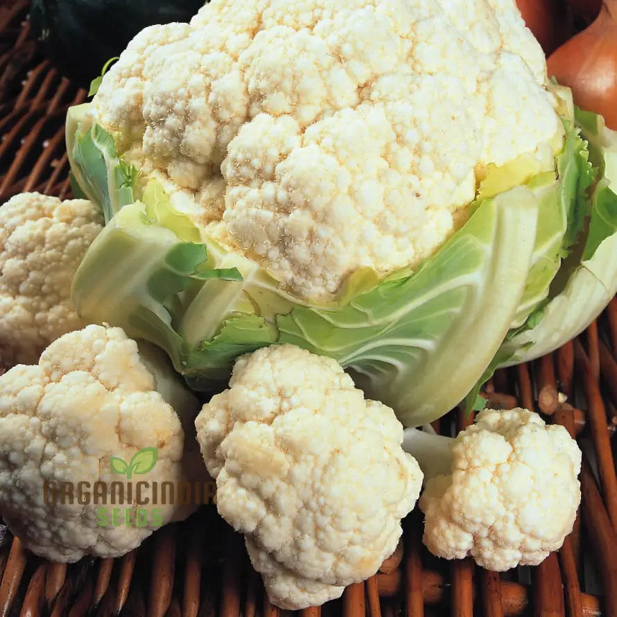 Candid Charm F1 Cauliflower Seeds for Home Garden Planting