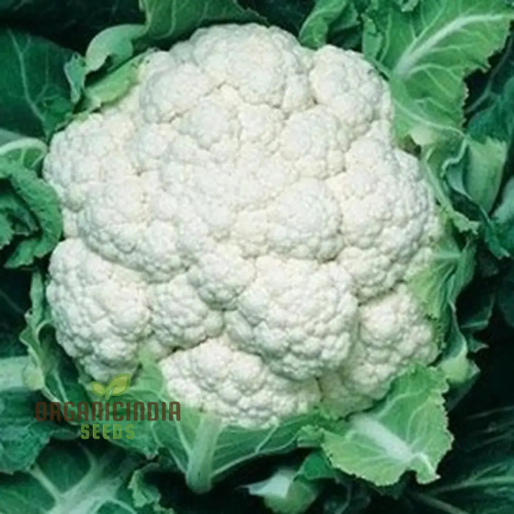 Harvested Candid Charm F1 Cauliflower Heads from Seeds