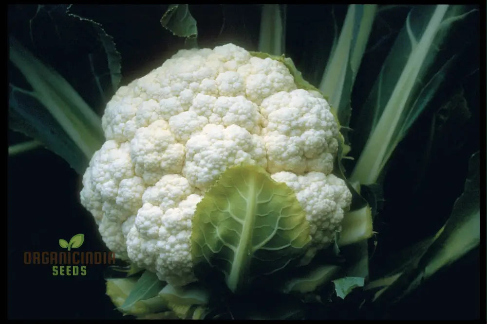 Candid Charm F1 Cauliflower Growing in Garden Bed from Seeds